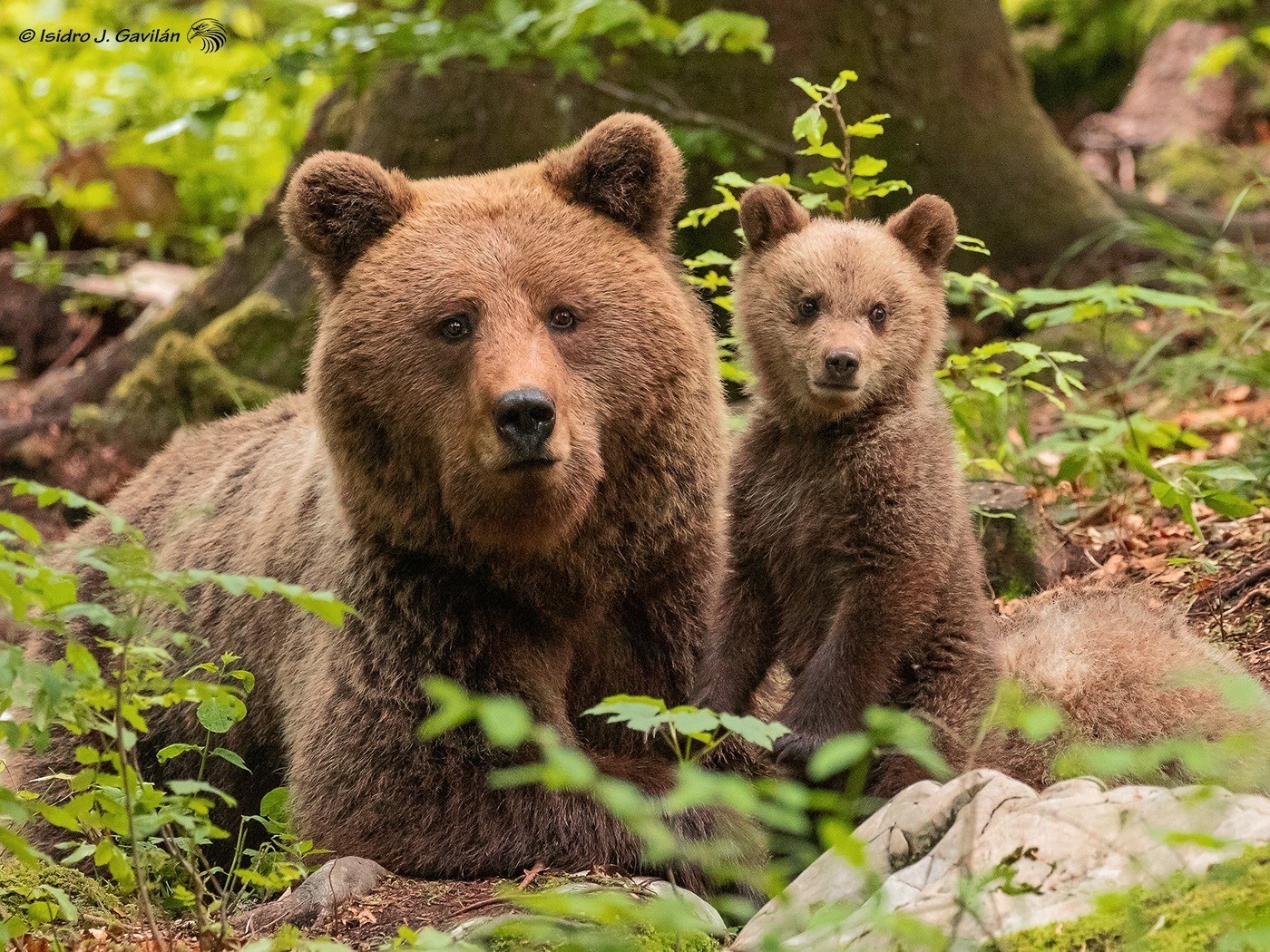 Mamma orsa e i suoi cuccioli