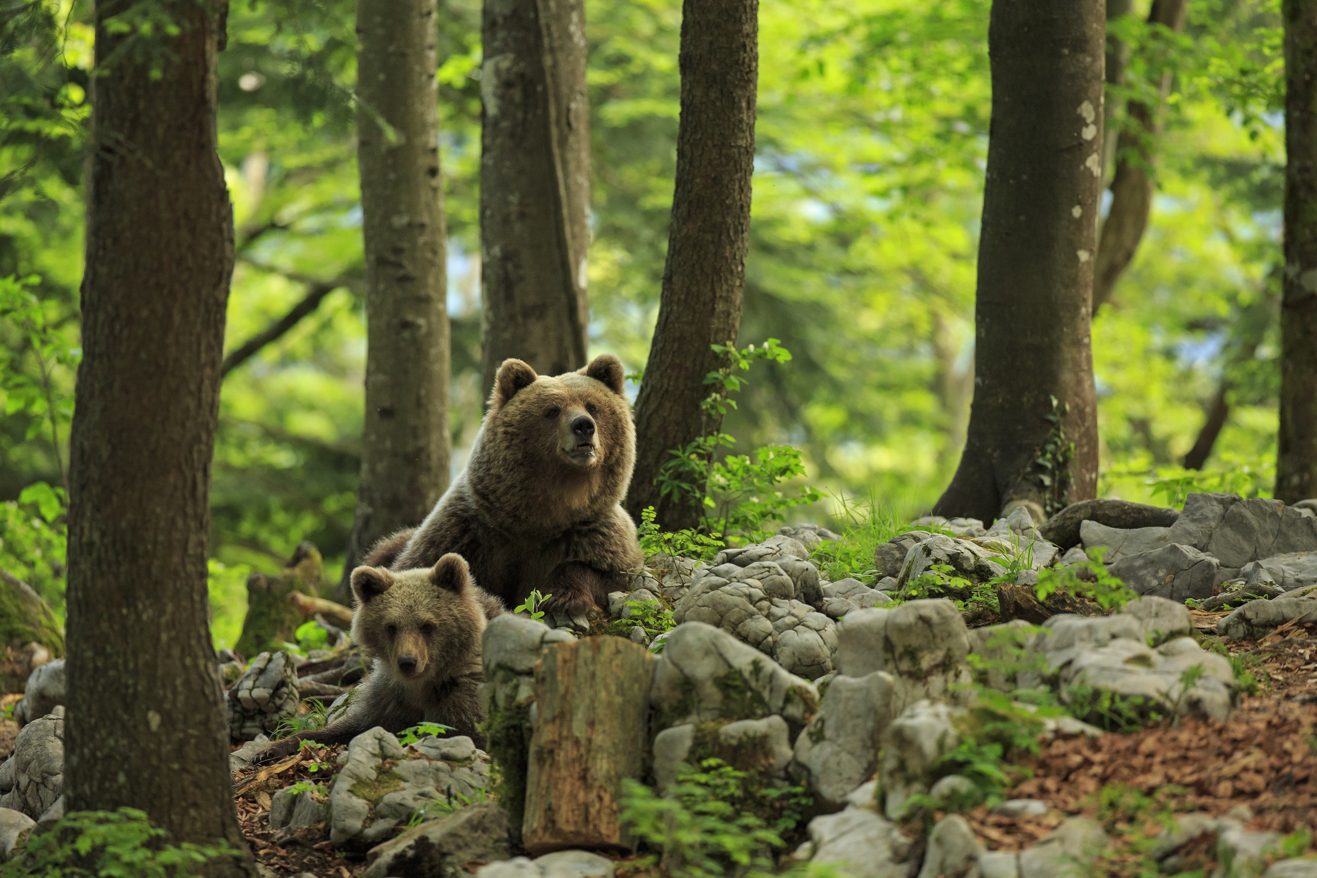bears